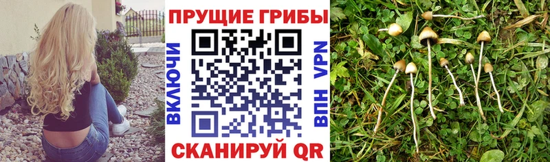 Псилоцибиновые грибы прущие грибы  Купить закладки  Инта 